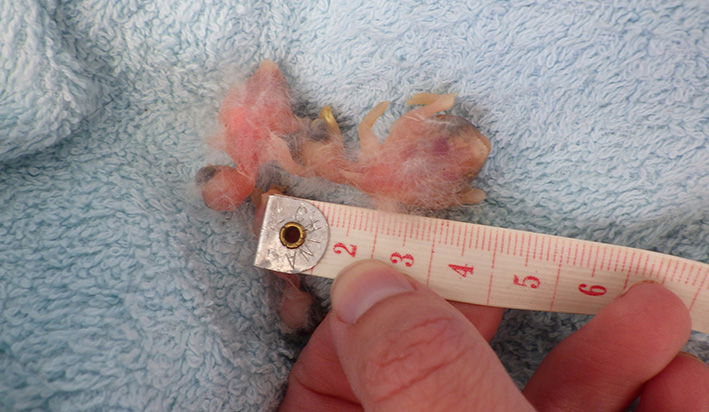 Dead Swallow nestling